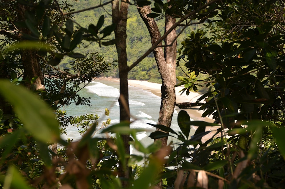 green tree near body of water during daytime