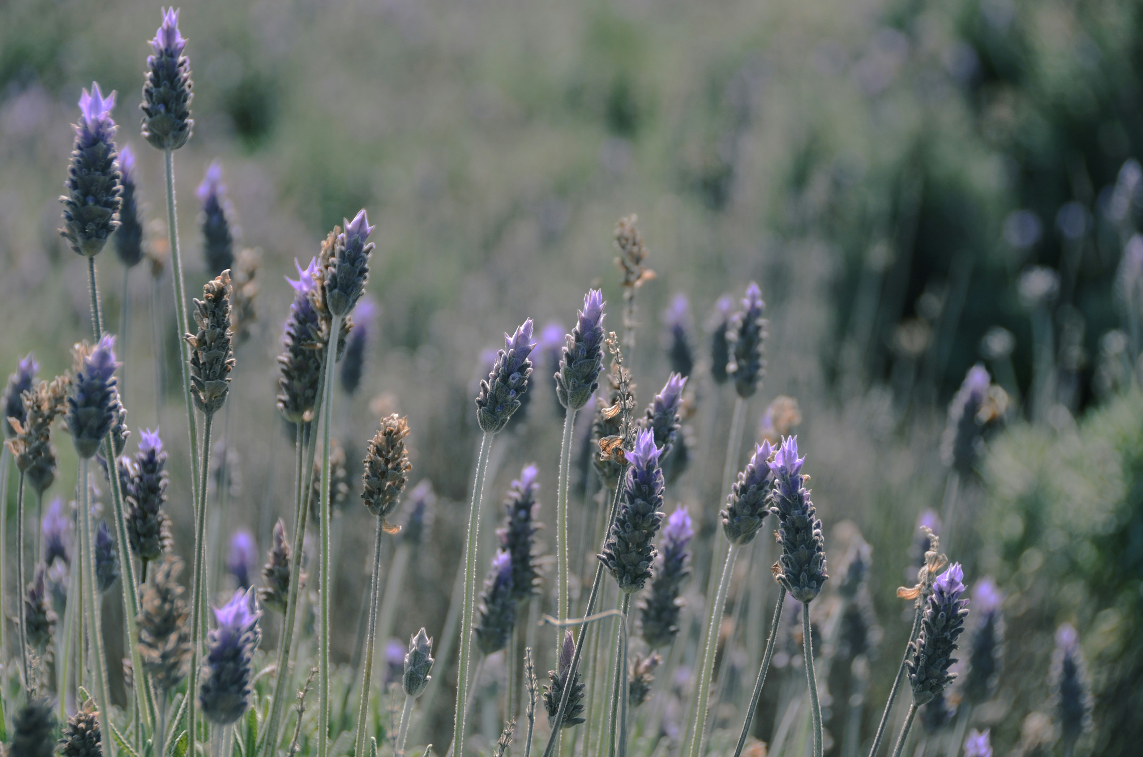 Photo by caioarbulu