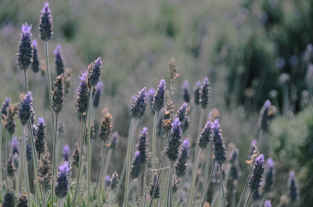 purple flower in tilt shift lens