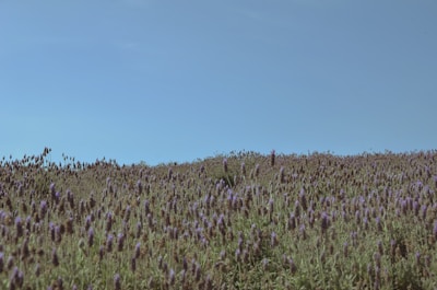 Lavender fields under a clear sky, the source of our fragrant essential oils.