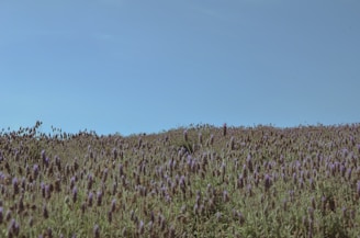 A serene lavender field in full bloom under a clear blue sky.
