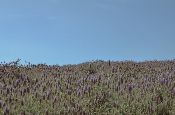 A vibrant field of blooming lavender and roses under a clear blue sky.