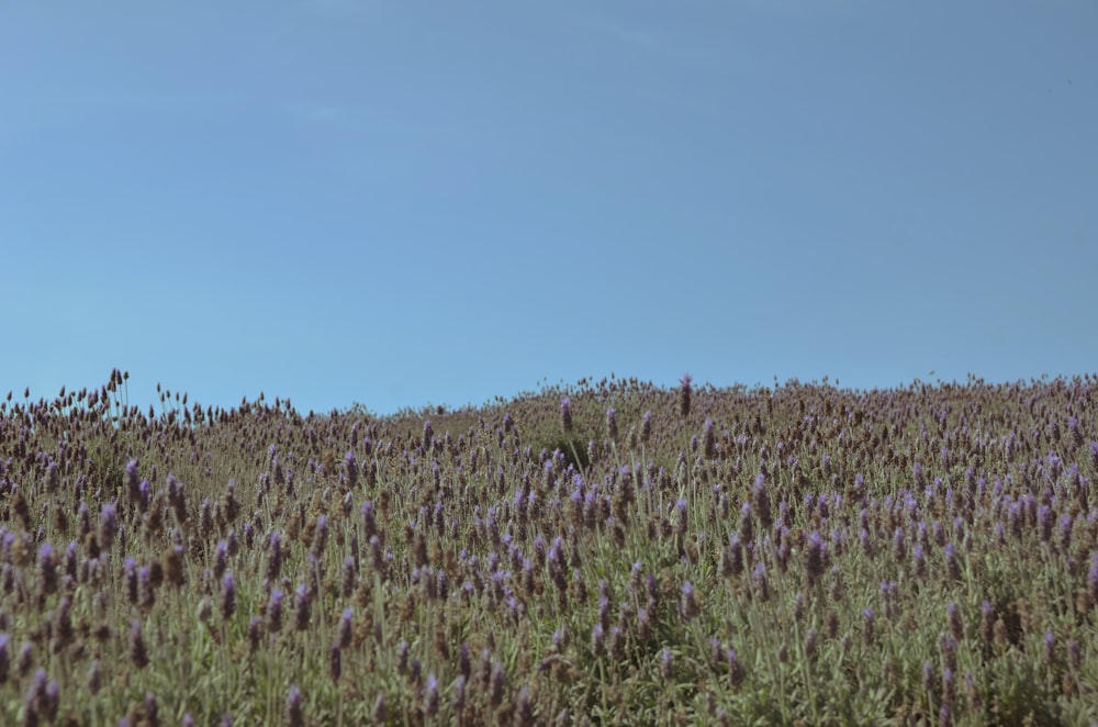 campo di fiori viola sotto il cielo blu durante il giorno
