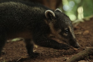 A dark-furred animal, possibly a young mammal with a pointed snout and prominent ears, walks on a dirt ground. The background is a mix of earthy tones and blurred green foliage.