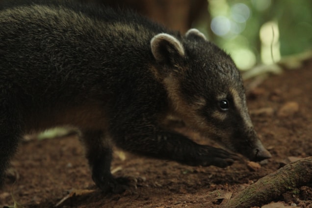 A dark-furred animal, possibly a young mammal with a pointed snout and prominent ears, walks on a dirt ground. The background is a mix of earthy tones and blurred green foliage.