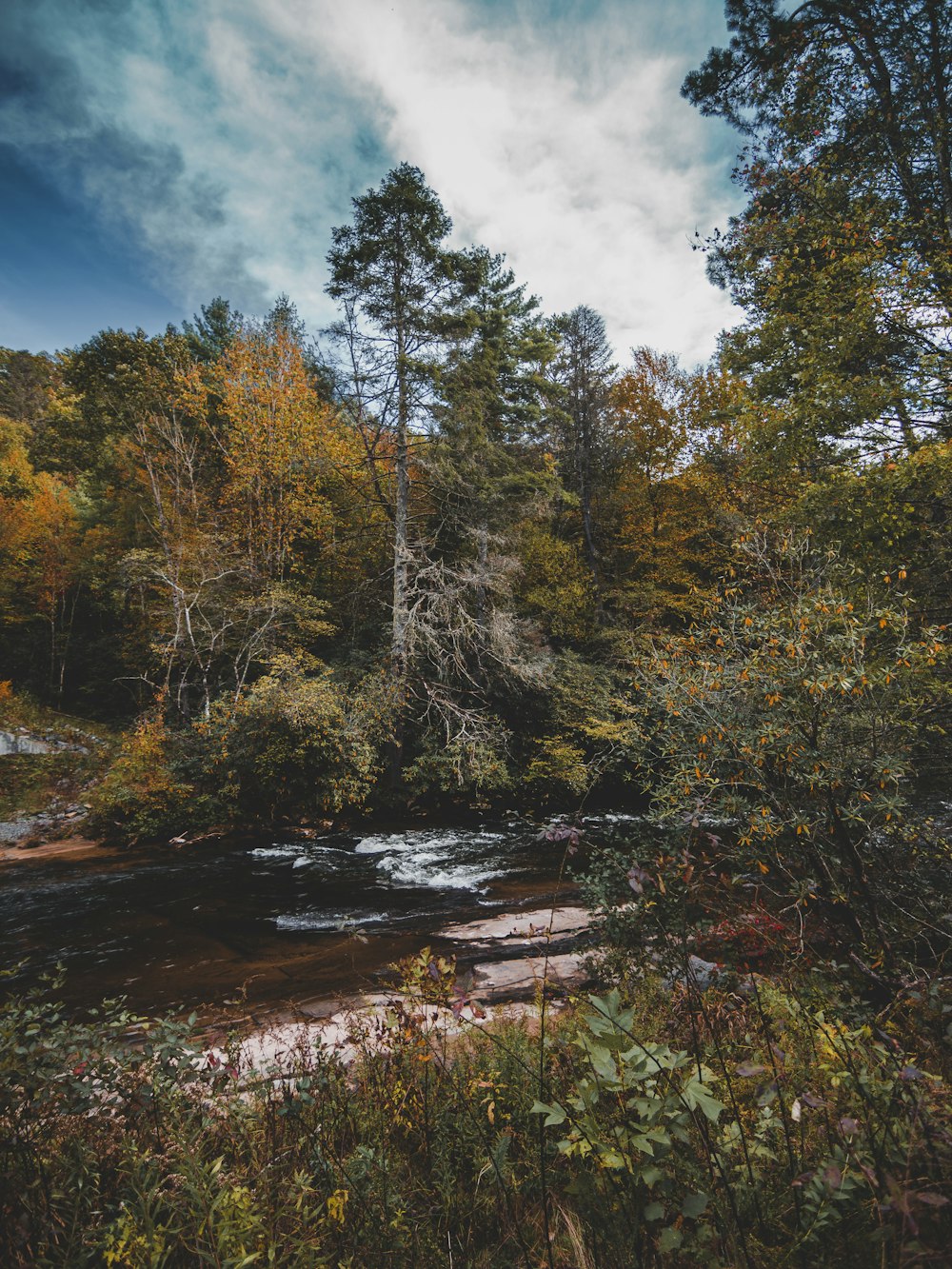 green trees near river under blue sky during daytime