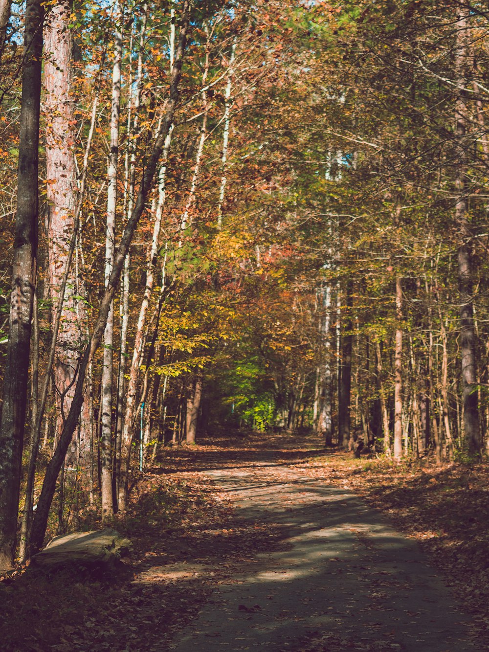 brown and green trees during daytime