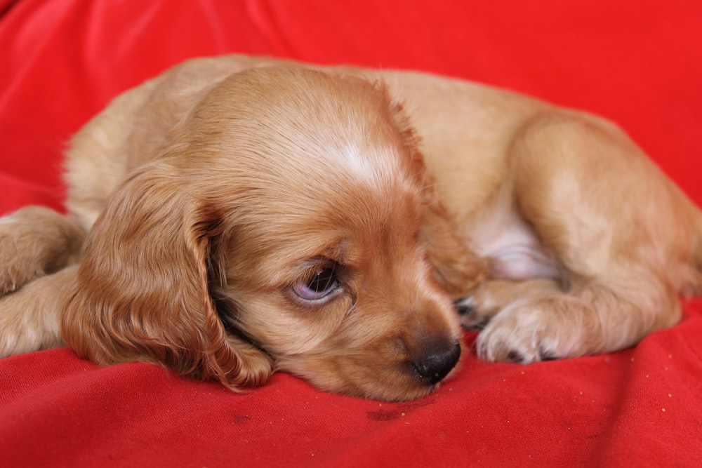 brown long coated small dog lying on red textile