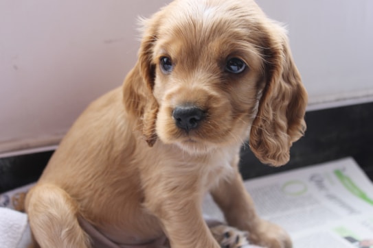 A golden-brown puppy with long, floppy ears and big, expressive eyes is sitting on a newspaper. The puppy's fur is soft and slightly wavy, and it has an innocent, curious expression on its face.