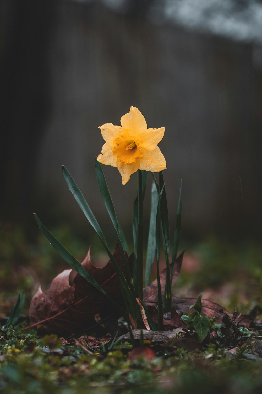 yellow flower in tilt shift lens