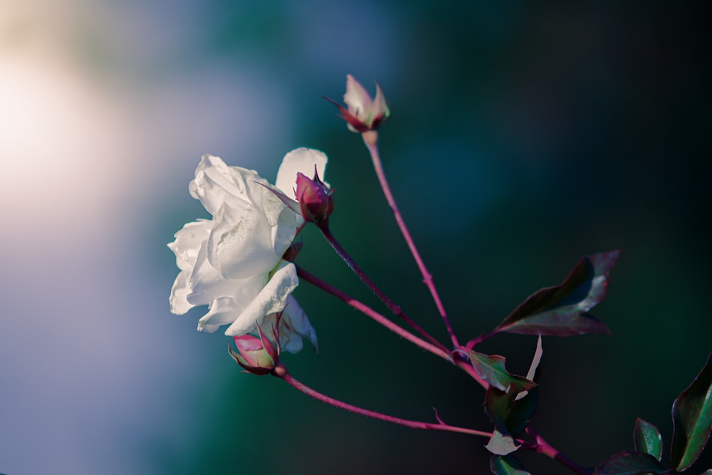 white flower in tilt shift lens