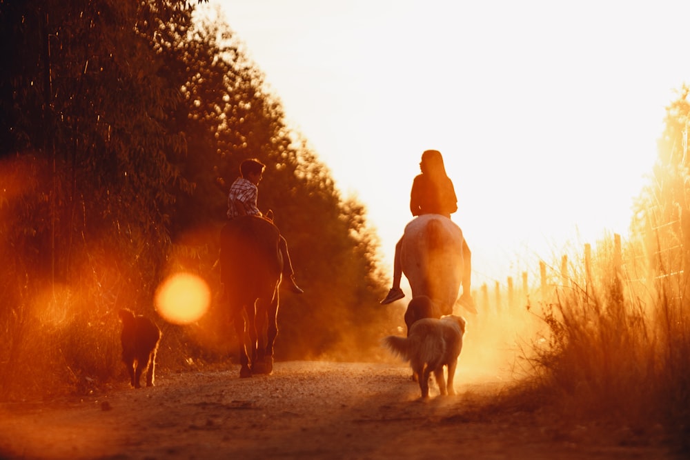 silhouette of woman standing beside horse during sunset
