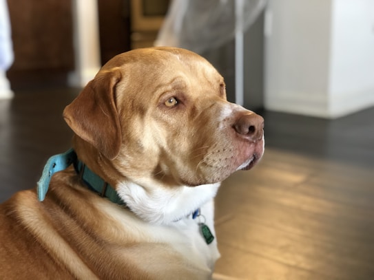 A large, short-haired dog with light brown and white fur sits indoors. The dog has a blue collar and appears to be calm and relaxed.
