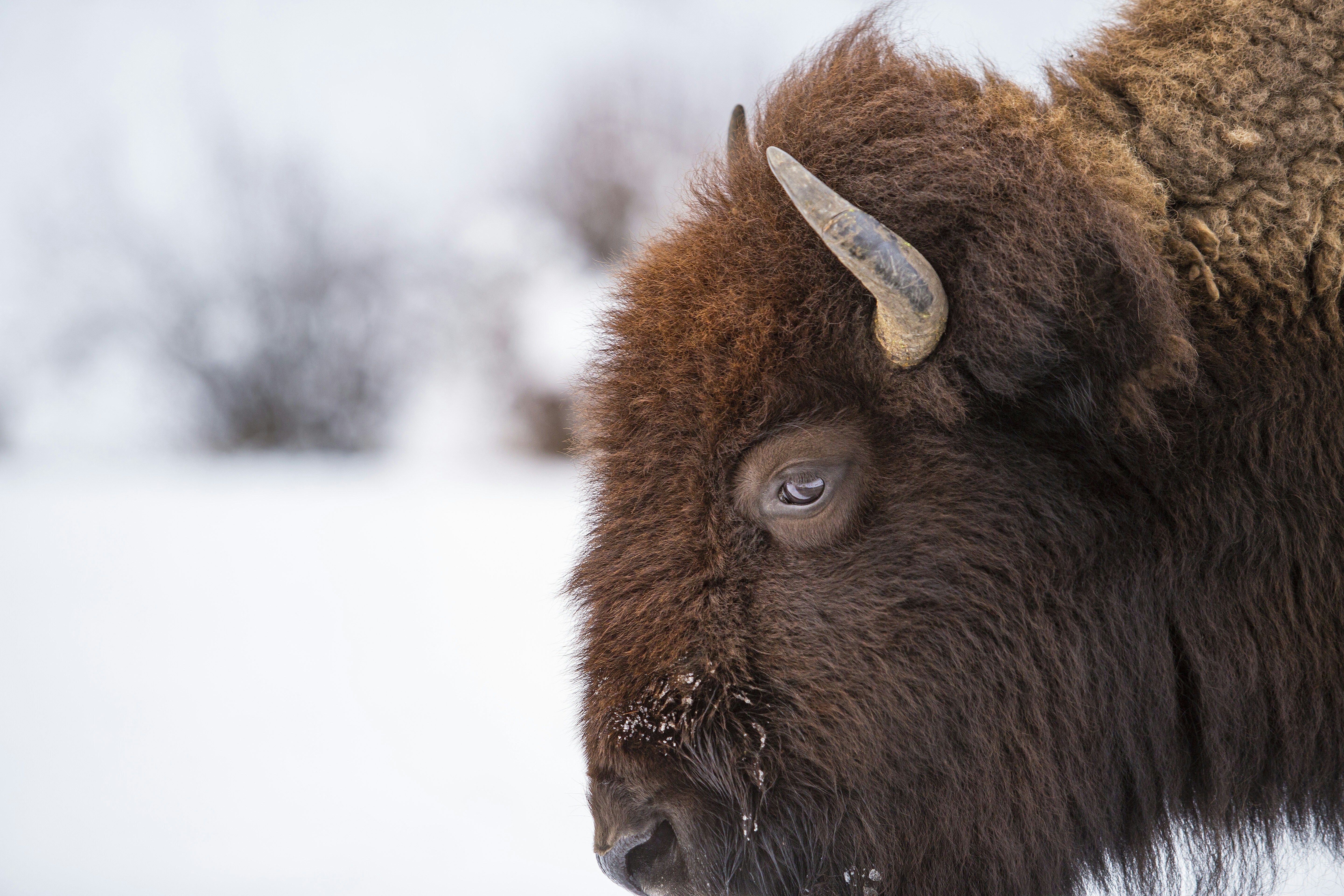 100 Bison Pictures Download Free Images On Unsplash