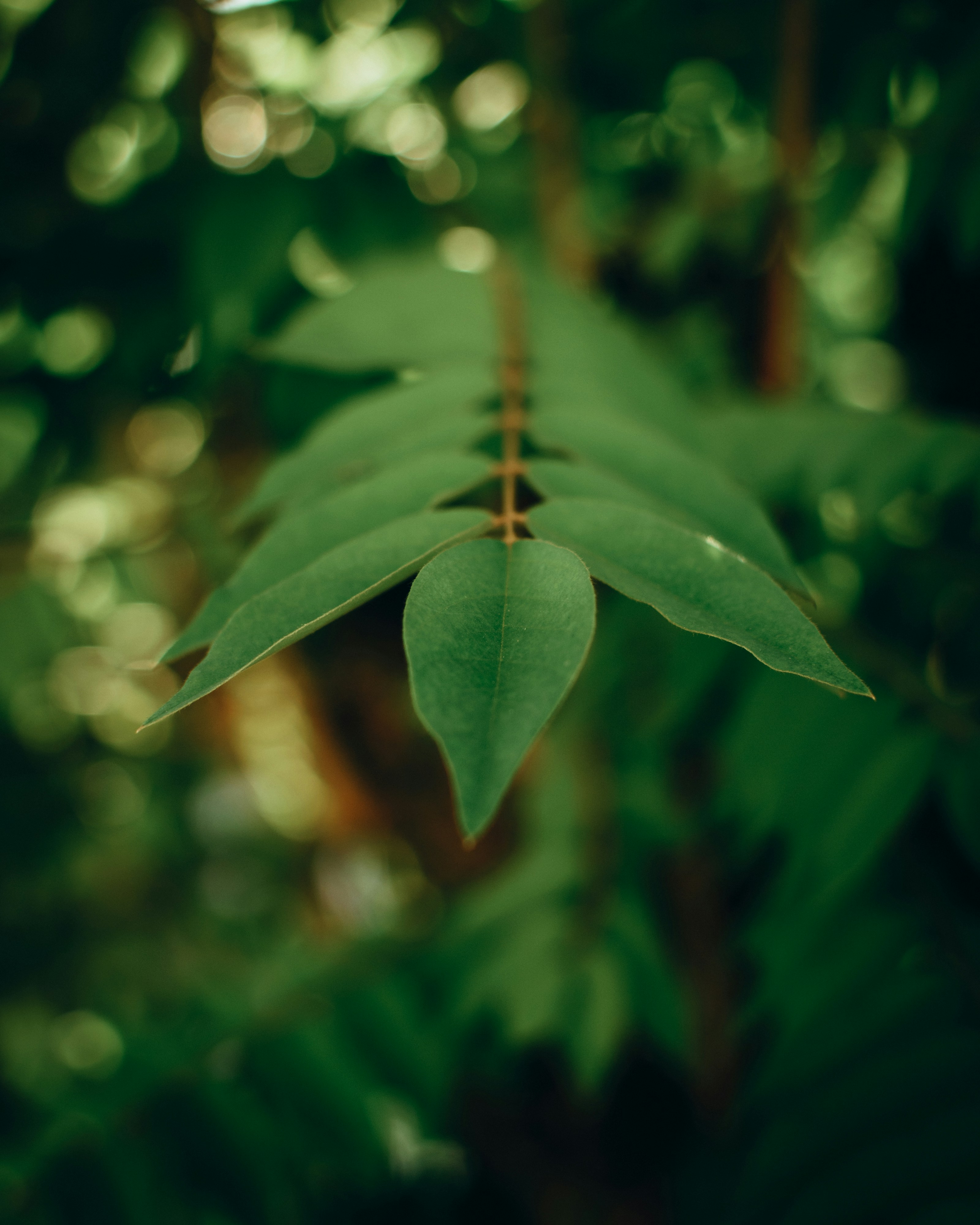 Photo by sbellocillo