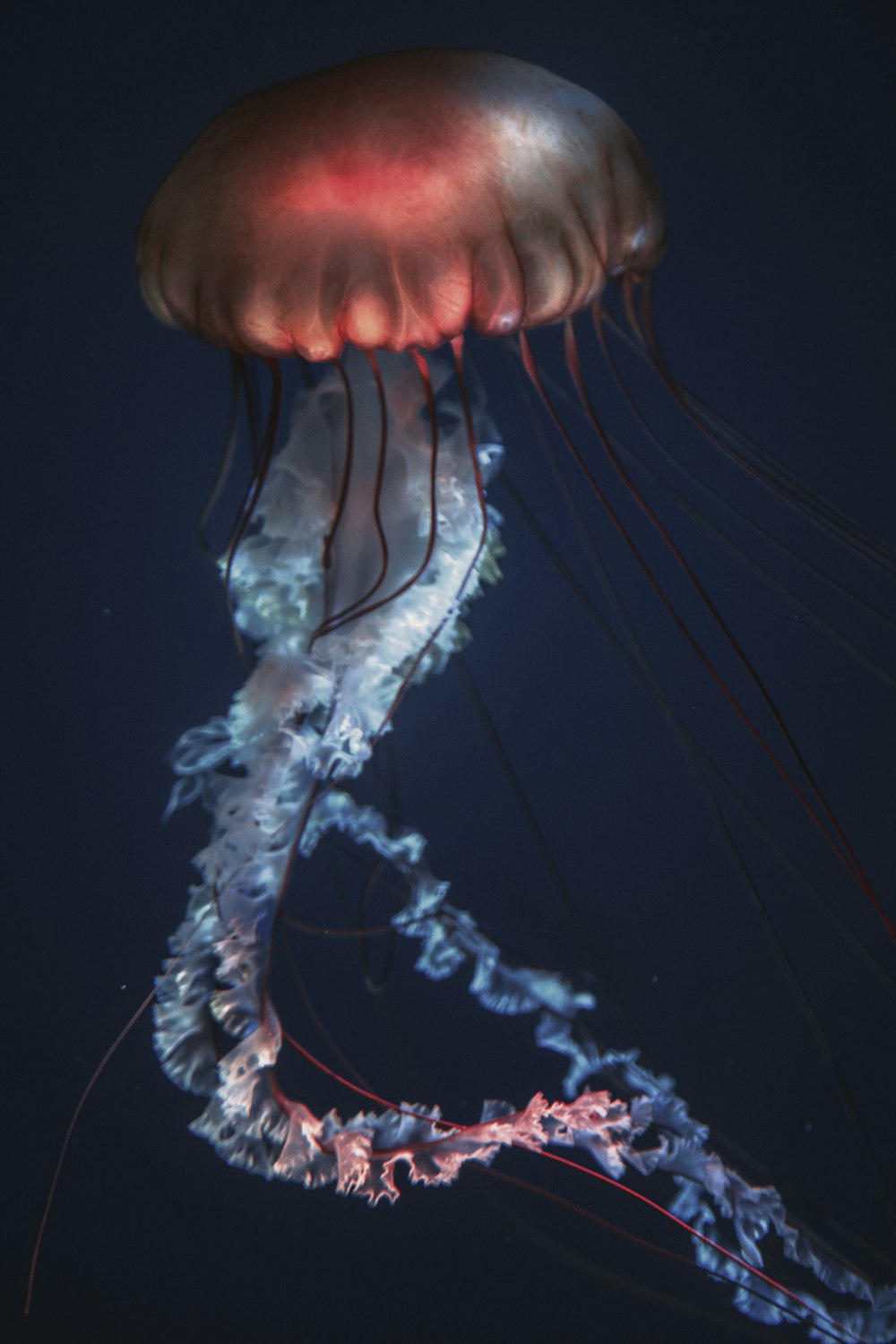 orange and white jellyfish in water