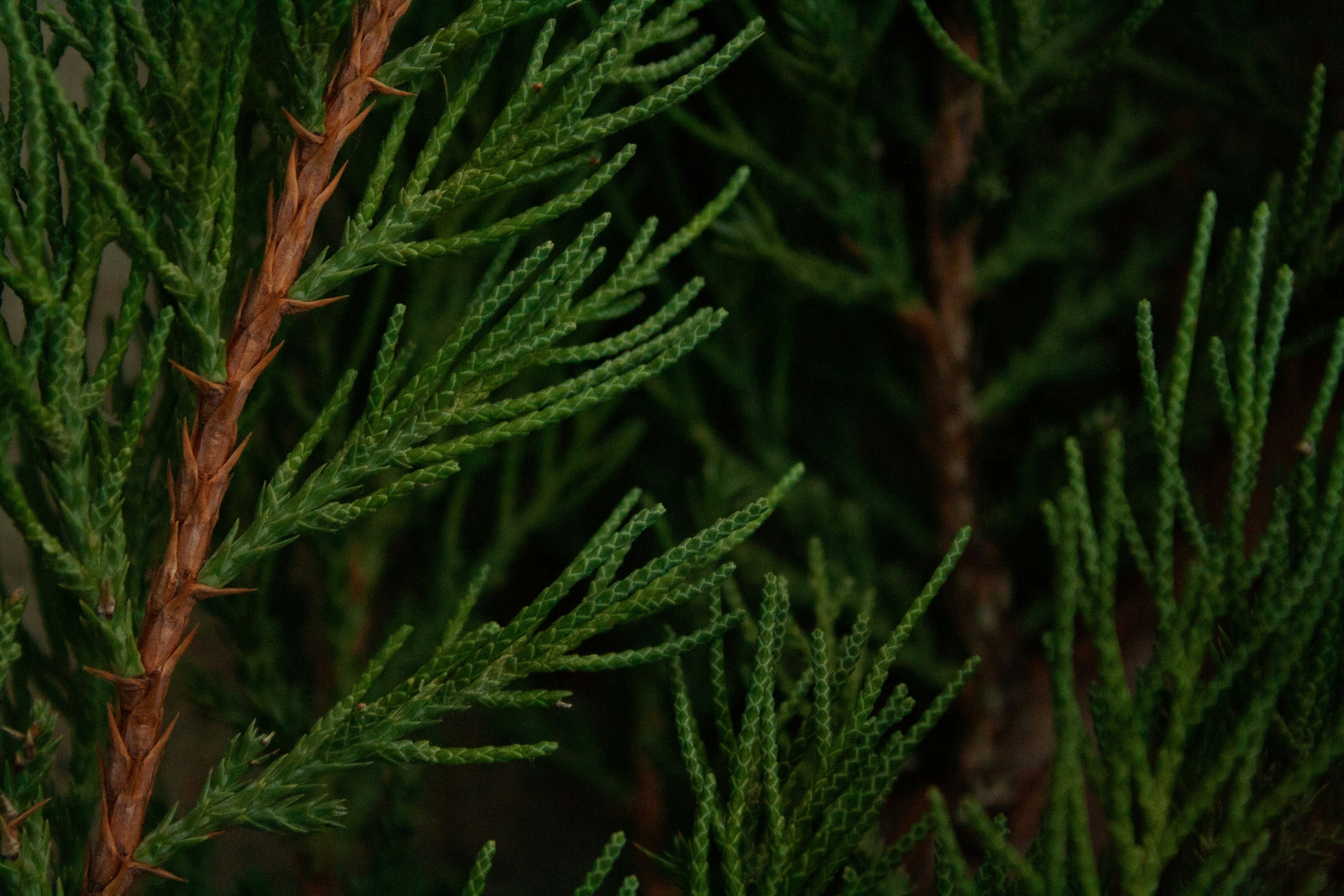 Photo by thelaibaali