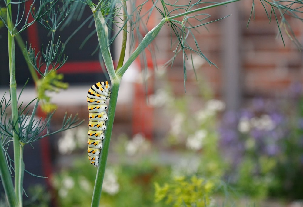 yellow and black caterpillar on green plant