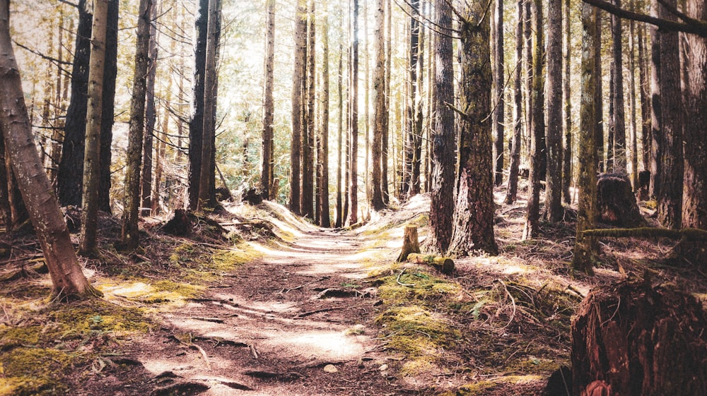 brown trees on brown soil