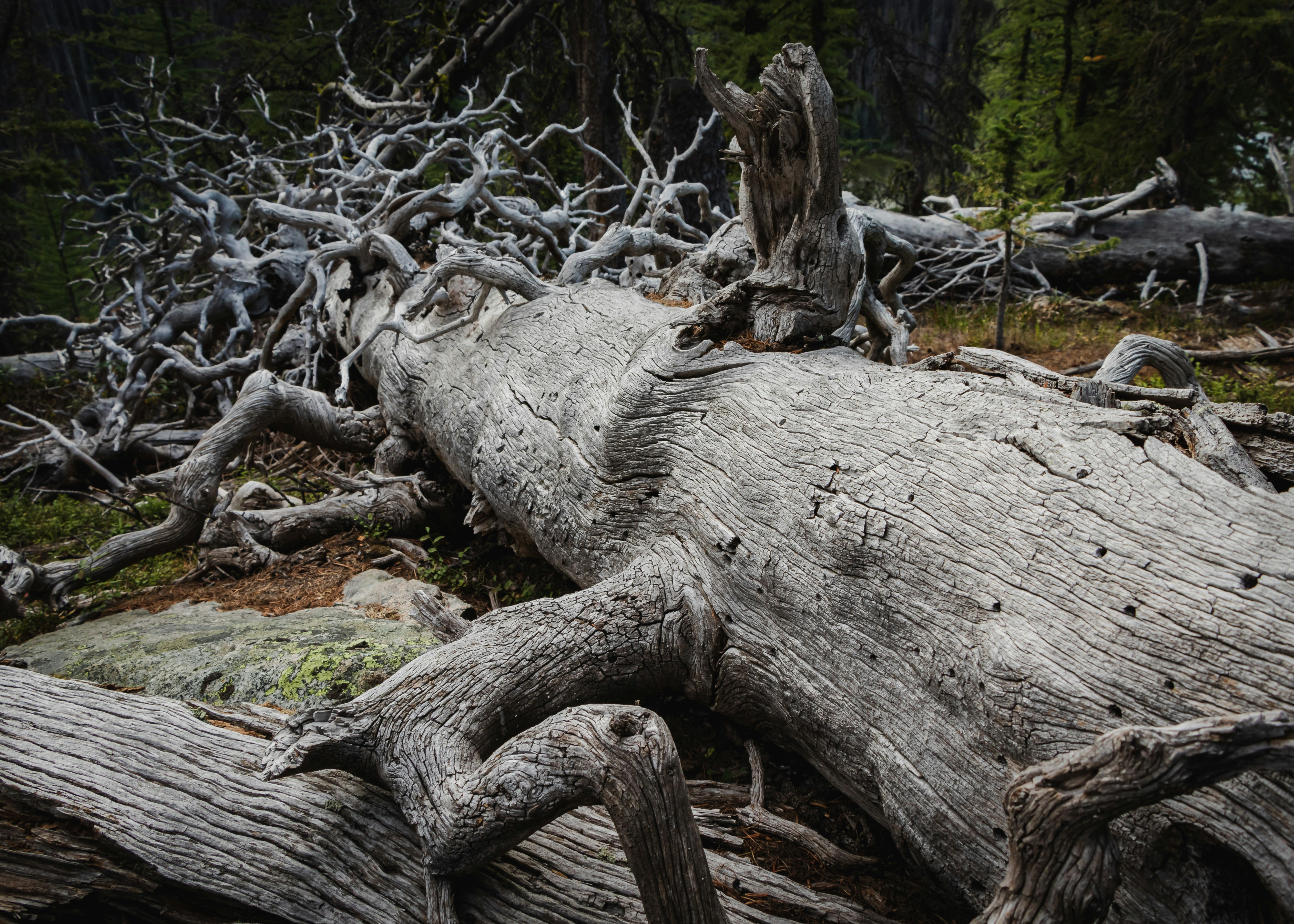 gray tree log on brown soil