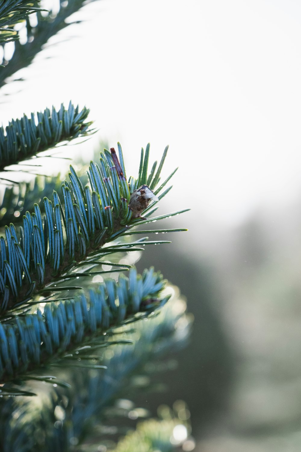 blue and white plant in close up photography