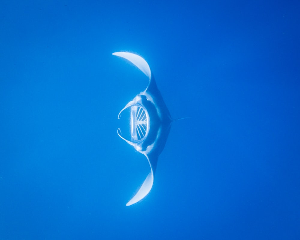 squalo blu e bianco sott'acqua