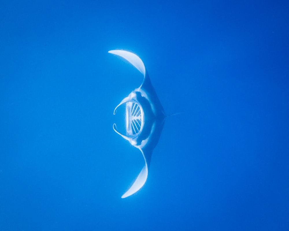 blue and white shark underwater