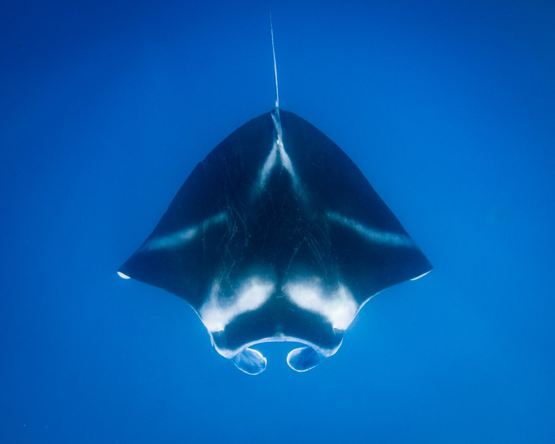 Underwater photo spot Yasawa Island Fiji