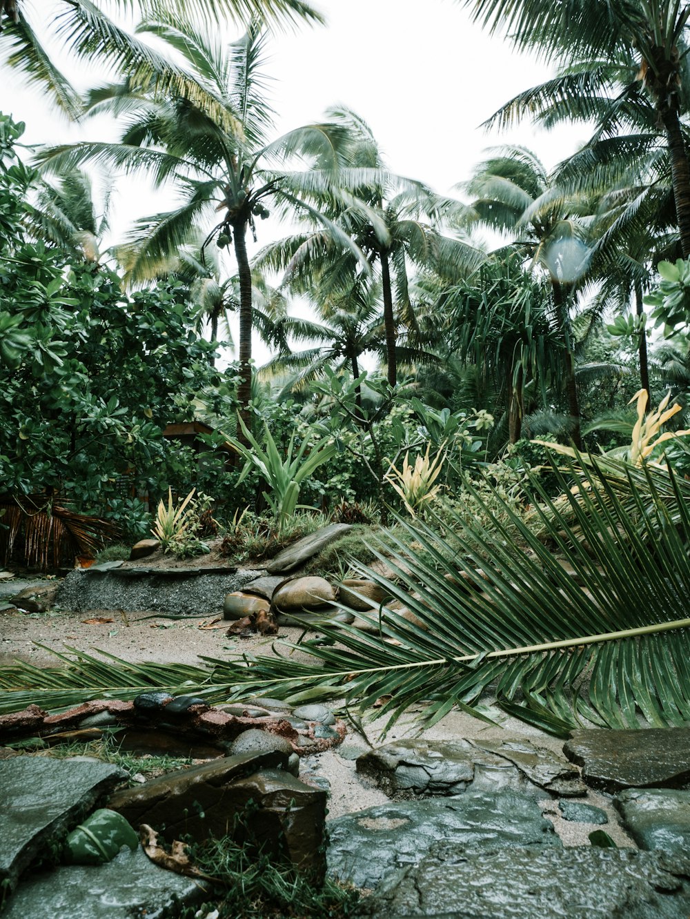 갈색 토양에 녹색 코코넛 야자수