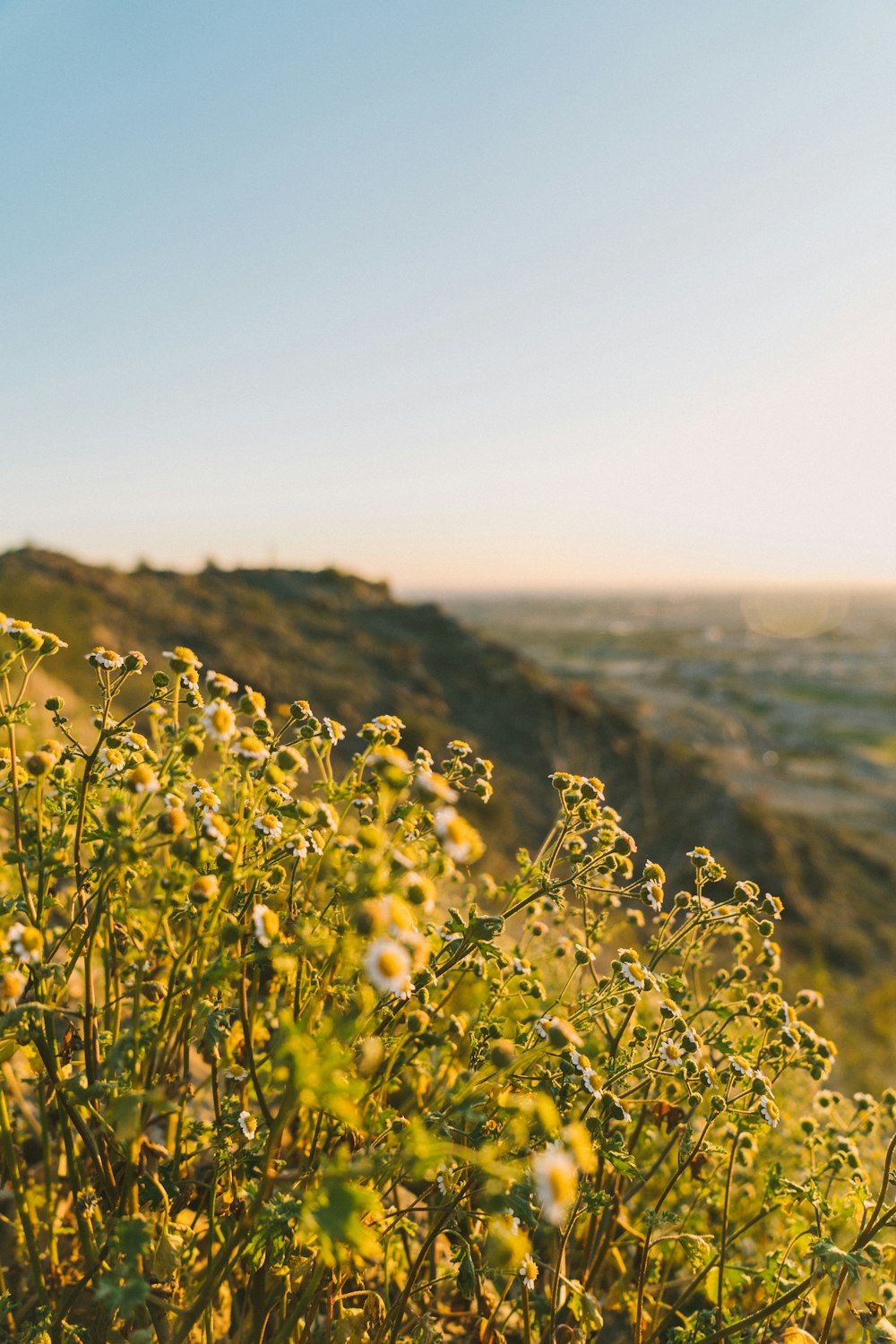 yellow flower field during daytime