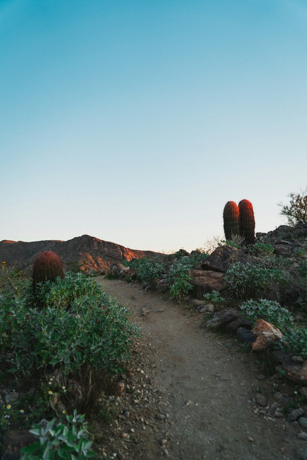 brown rock formation near green trees during daytime