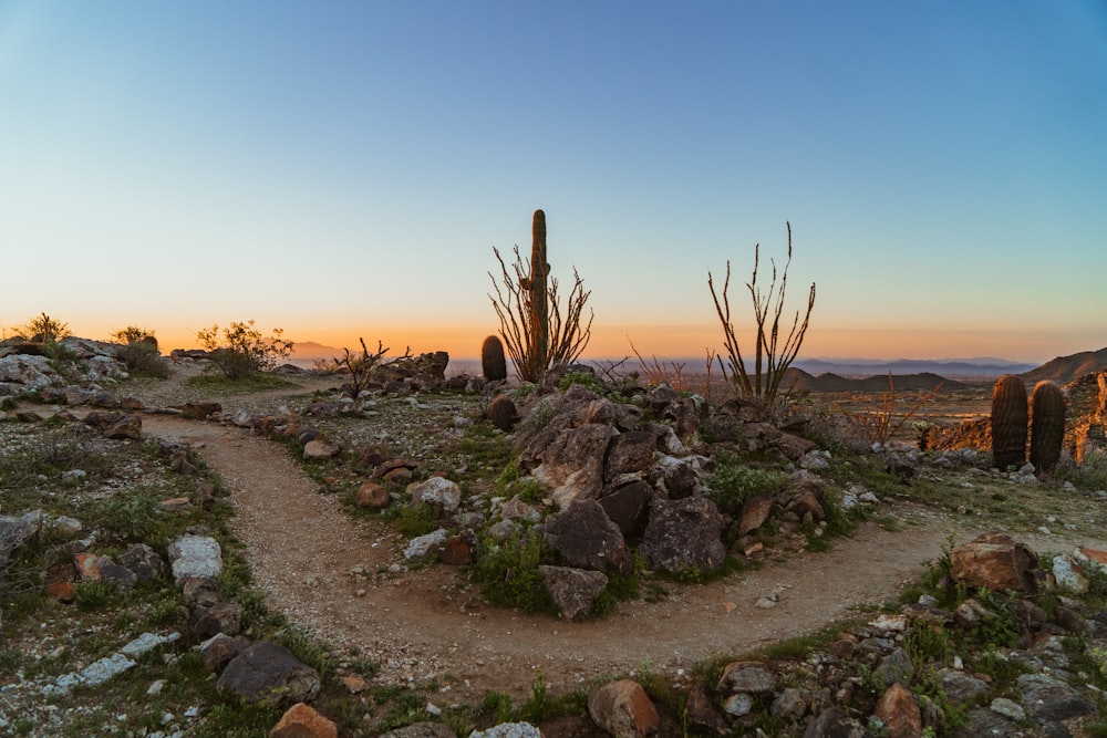 green plants on rocky ground during sunset