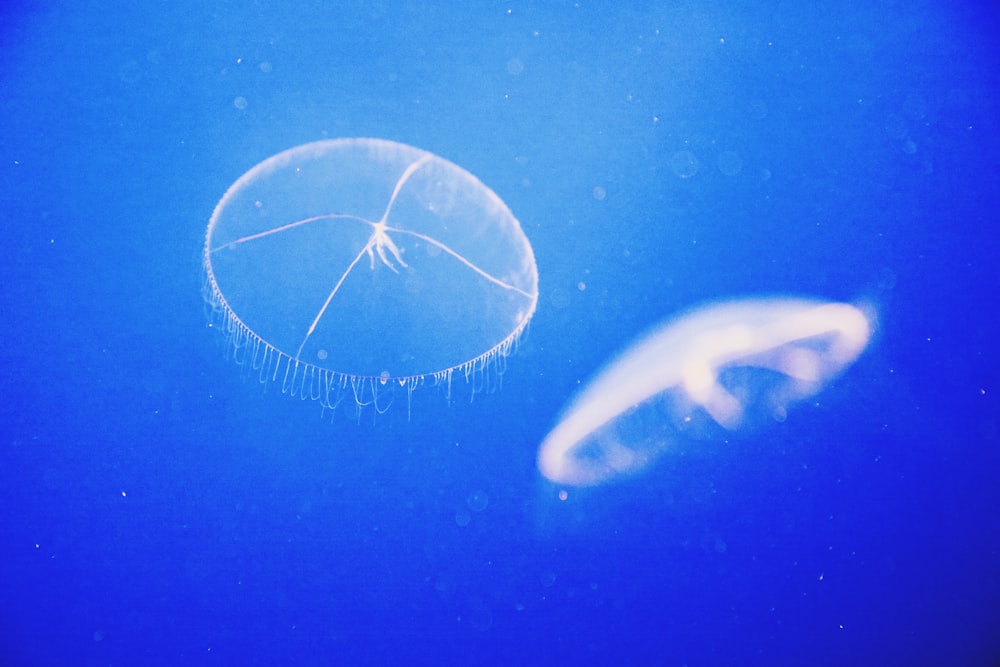 weiße und blaue Quallen im blauen Wasser