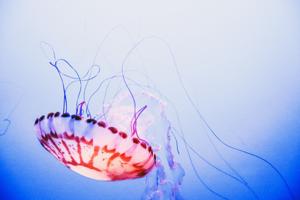 pink and white jellyfish in water
