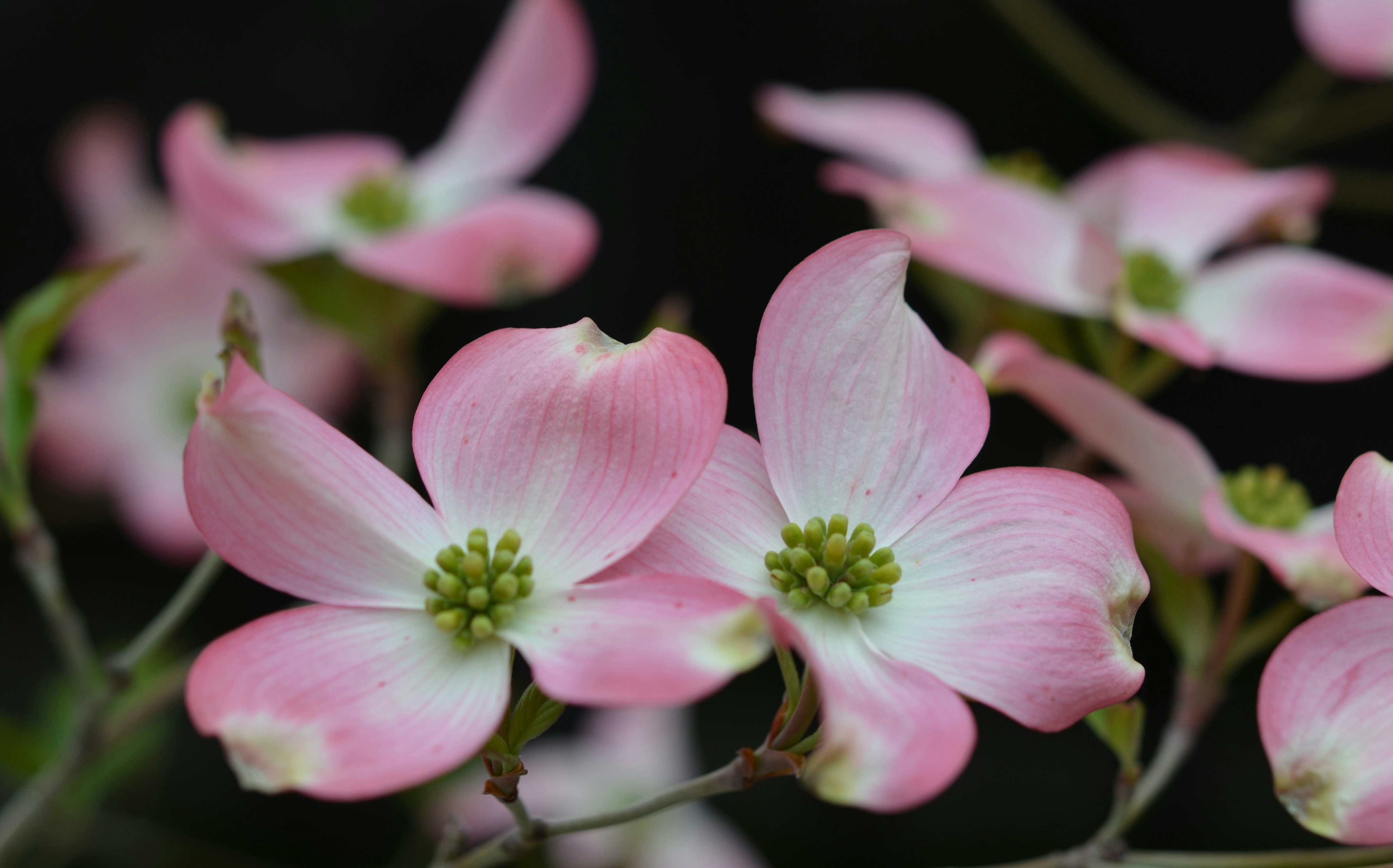cornus dogwood