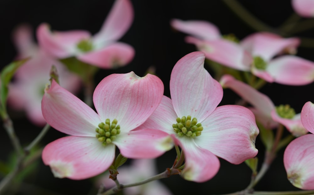 クローズアップ写真のピンクと白の花