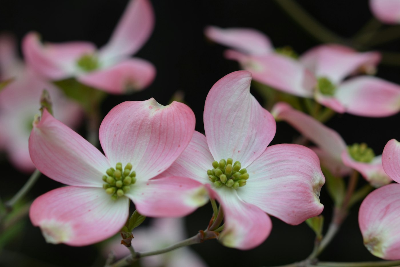 Close-up of a pink and white dogwood bloom