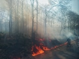 A forest fire is burning along the edge of a wooded area, with flames and smoke rising among the trees. The scene is hazy due to the smoke, and a person is riding a bicycle on a path next to the fire.