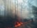 A forest fire is burning along the edge of a wooded area, with flames and smoke rising among the trees. The scene is hazy due to the smoke, and a person is riding a bicycle on a path next to the fire.