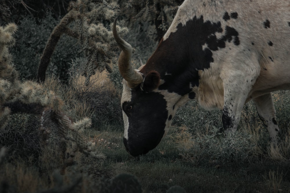 white and black cow on green grass field during daytime