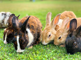 brown and black rabbit on green grass during daytime