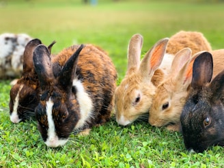 brown and black rabbit on green grass during daytime