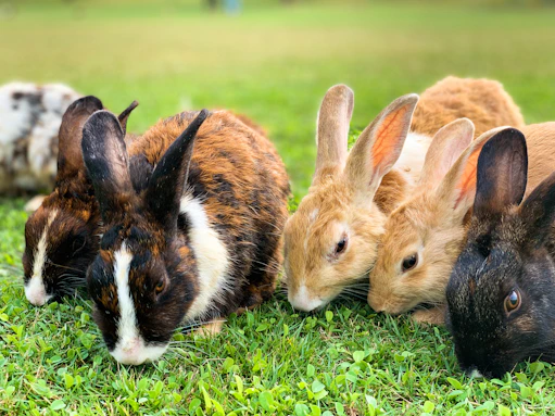 brown and black rabbit on green grass during daytime