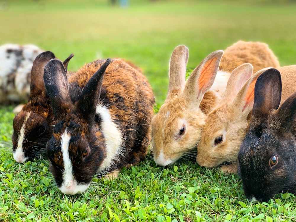 Braunes und schwarzes Kaninchen auf grünem Gras tagsüber