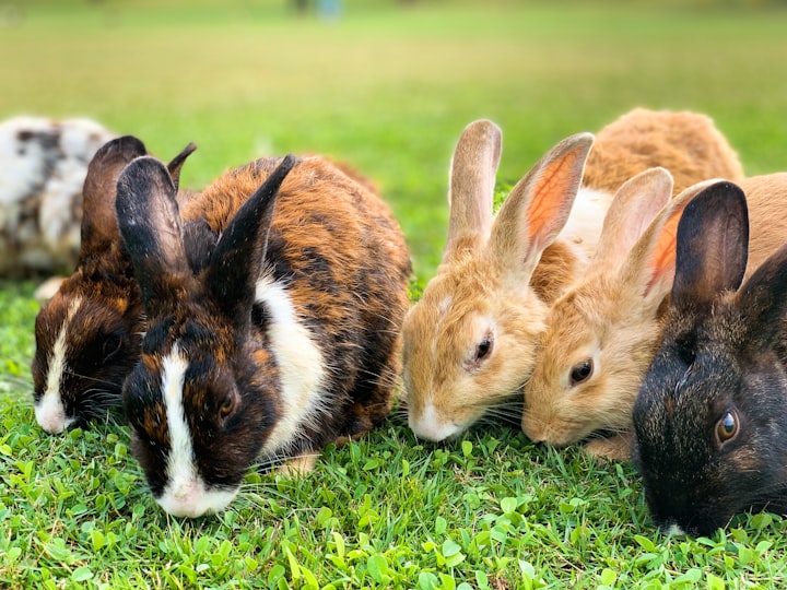 Do Rabbits Get Along With Other Pets?
