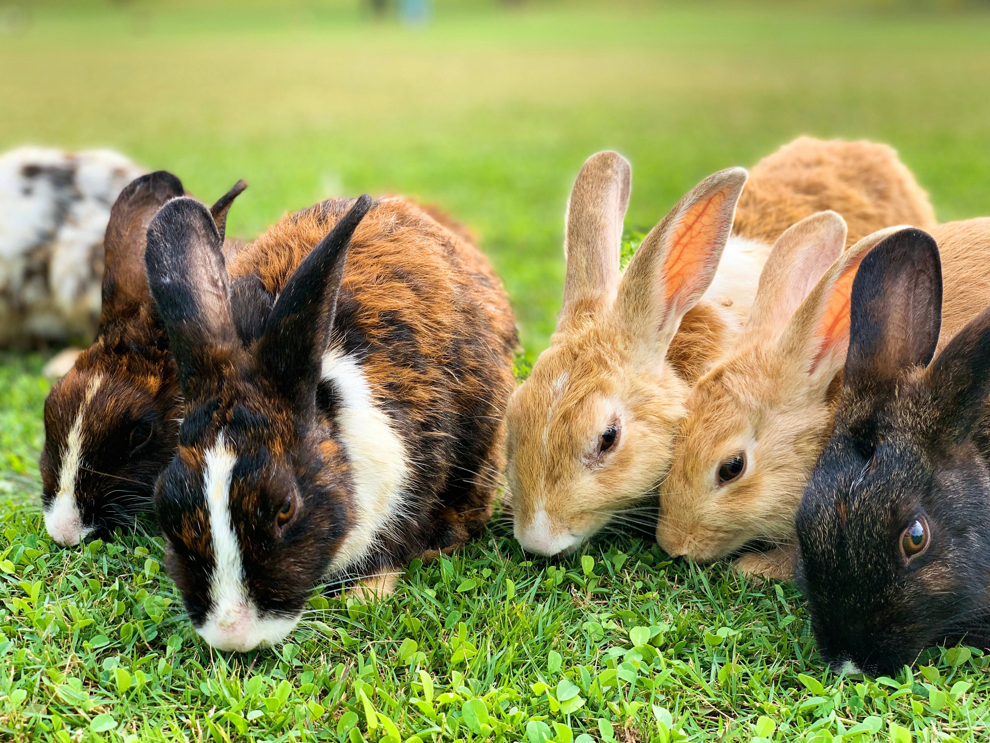 brown and black rabbit on green grass during daytime