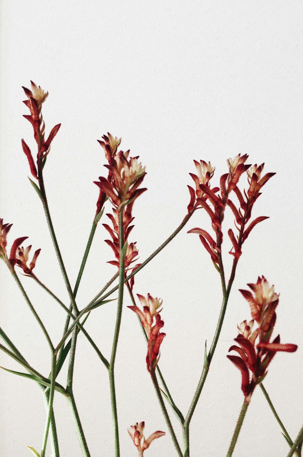 red and yellow flowers on white wall