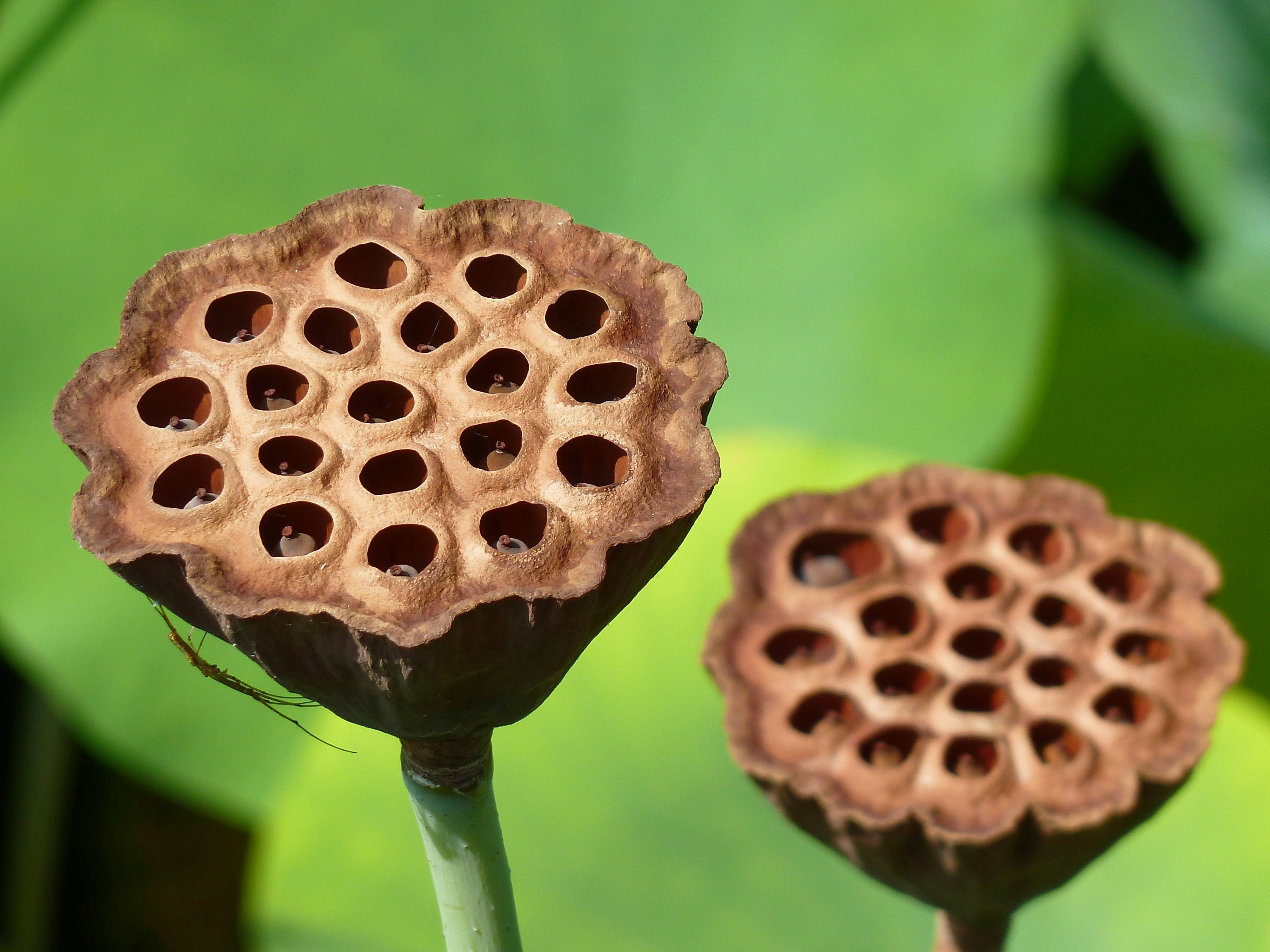 Photo by riccardogiorato