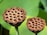 Two dried lotus seed pods with numerous holes stand on stems against a green blurred background.