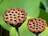 Two dried lotus seed pods with numerous holes stand on stems against a green blurred background.